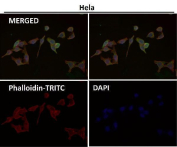 Phospho-EIF2S1 Antibody HeLa IF. Immunofluorescence analysis of human HeLa cells stained with phospho-EIF2S1 antibody detecting EIF2S1 phosphorylated at Ser51, clone IO-5. Predominant cytoplasmic staining is observed with diffuse distribution, consistent with phosphorylation of eIF2 alpha within ribosome-associated translation complexes during stress signaling. Phalloidin-TRITC (red) highlights the actin cytoskeleton, and DAPI (blue) marks nuclei.
