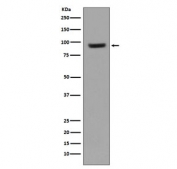 Western blot testing of human Raji cell lysate with CD54 antibody. Predicted molecular weight: ~58 kDa (unmodified), 75-115 kDa (glycosylated).