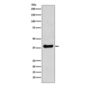 Western blot testing of mouse NIH3T3 cell lysate with JUN antibody. Predicted molecular weight ~36 kDa, commonly observed at 36-43 kDa.