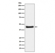 Western blot testing of lysate from Anisomycin-treated mouse NIH3T3 cells, with phospho-c-Jun antibody (pS63). Predicted molecular weight ~36 kDa.