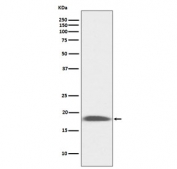 Western blot testing of mouse kidney lysate with Sca-1 antibody. Expected molecular weight: 14-18 kDa.