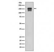 Western blot testing of human 293T cell lysate with Integrin beta 1 antibody. Expected molecular weight: 88~150 kDa depending on the level of glycosylation.