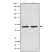 Western blot testing of human 1) HT-29 and 2) kidney lysate with Cytokeratin 18 antibody. Predicted molecular weight ~48 kDa.