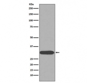 Western blot testing of human HeLa cell lysate with CDK1 antibody. Predicted molecular weight ~33 kDa.