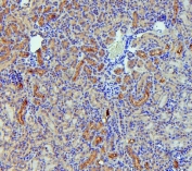 IHC staining of FFPE mouse kidney with SGLT2 antibody. HIER: boil tissue sections in pH6, 10mM citrate buffer, for 20 min and allow to cool before testing.