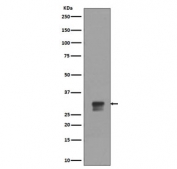 Western blot testing of lysate from human HeLa cells treated with hydroxyurea, with phospho-CDK1/2 antibody (pT14). Predicted molecular weight ~33 kDa.