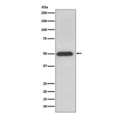Western blot testing of human HeLa cell lysate with ATP5B antibody. Predicted molecular weight ~56 kDa.