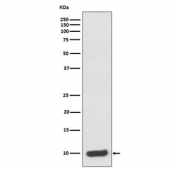 Western blot testing of human HeLa cell lysate with S100A6 antibody. Predicted molecular weight ~10 kDa.