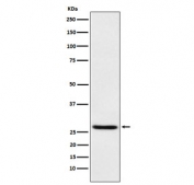 Western blot testing of human HEK293 cell lysate with EIF4E antibody. Predicted molecular weight ~27 kDa.
