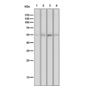 Western blot testing of 1) mouse heart, 2) mouse brain, 3) rat heart and 4) rat lung tissue lysate with Tyrosine Hydroxylase antibody. Predicted molecular weight: 55-60 kDa.