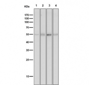 Western blot testing of 1) mouse heart, 2) mouse brain, 3) rat heart and 4) rat lung tissue lysate with Tyrosine Hydroxylase antibody. Predicted molecular weight: 55-60 kDa.