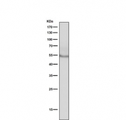 Western blot testing of mouse penis tissue lysate with Tyrosine Hydroxylase antibody. Predicted molecular weight: 55-60 kDa.