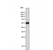 Western blot testing of rat brain tissue lysate with Tyrosine Hydroxylase antibody. Predicted molecular weight: 55-60 kDa.