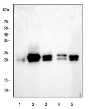 Western blot testing of 1) human 293T, 2) human ThP-1, 3) human HepG2, 4) rat liver and 5) mouse liver tissue lysate with GPX1 antibody. Predicted molecular weight ~22 kDa.