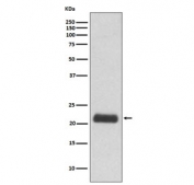 Western blot testing of human 293T cell lysate with GPX1 antibody. Predicted molecular weight ~22 kDa.