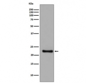 Western blot testing of human SH-SY5Y cell lysate with Glutathione Peroxidase 1 antibody. Predicted molecular weight ~22 kDa.