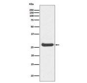 Western blot testing of human kidney lysate with Histone H1.0 antibody. Predicted molecular weight ~20 kDa but can be observed at up to ~30 kDa.