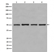 Western blot testing of 1) human MCF7, 2) monkey COS-1, 3) human Jurkat and 4) human HeLa lysate with Beta Tubulin antibody. Predicted molecular weight: 50-55 kDa.