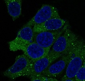 Immunofluorescent staining of FFPE human HeLa cells with HSP90 alpha/beta antibody (green) and DAPI nuclear stain (blue). HIER: steam section in pH6 citrate buffer for 20 min.