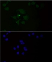 Immunofluorescent staining of FFPE human HeLa cells with HSP90 alpha/beta antibody (green) and DAPI nuclear stain (blue). HIER: steam section in pH6 citrate buffer for 20 min.