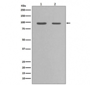 Western blot testing of 1) rat PC-12 and 2) human HeLa cell lysate with HSP90 alpha antibody. Predicted molecular weight: 86-90 kDa.
