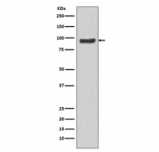Western blot testing of human HeLa cell lysate with SP1 antibody. Reported molecular weight: 81-95 kDa.