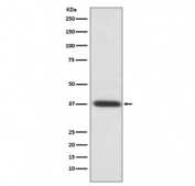 Western blot testing of rat eyeball lysate with Rhodopsin antibody. Predicted molecular weight ~40 kDa.