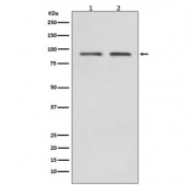 Western blot testing of human 1) HeLa and 2) Jurkat cell lysate with HSP90 beta antibody. Predicted molecular weight: 84-90 kDa.