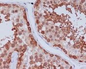 IHC staining of FFPE human testis tissue with HSP90 beta antibody. HIER: boil tissue sections in pH6, 10mM citrate buffer, for 10-20 min and allow to cool before testing.