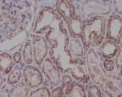 IHC staining of FFPE human kidney tissue with HSP90AB1 antibody. HIER: boil tissue sections in pH6, 10mM citrate buffer, for 10-20 min and allow to cool before testing.