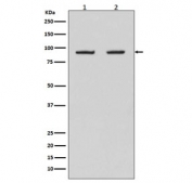 Western blot testing of human 1) HeLa and 2) Raji cell lysate with HSP90AB1 antibody. Predicted molecular weight: 84-90 kDa.