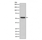 Western blot testing of human recombinant protein with MMP3 antibody. Predicted molecular weight ~54 kDa.