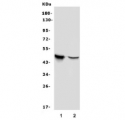 Western blot testing of human 1) Raji and 2) K562 cell lysate with APOBEC3G antibody. Predicted molecular weight ~46 kDa.