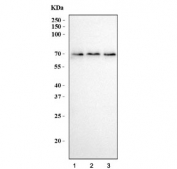 Western blot testing of human 1) HEK293, 2) HeLa and 3) PC-3 cell lysate with MINT3 antibody. Expected molecular weight: 60-70 kDa.