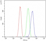 Flow cytometry testing of human SiHa cells with CDC42 antibody at 1ug/million cells (blocked with goat sera); Red=cells alone, Green=isotype control, Blue= CDC42 antibody.