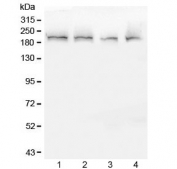 Western blot testing of 1) rat thymus, 2) mouse kidney, 3) mouse thymus and 4) mouse SP20 lysate with Ch-TOG antibody. Predicted molecular weight ~225 kDa.