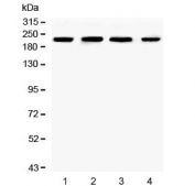 Western blot testing of human 1) K562, 2) HL60, 3) HEK293 and 4) PC-3 cell lysate with Ch-TOG antibody. Predicted molecular weight ~225 kDa.