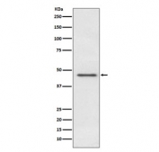 Western blot testing of human HeLa cell lysate with PDHA1 antibody. Predicted molecular weight ~43 kDa.