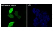 Western blot testing of 1) 293T cells transfected with firefly luciferase, 2) human HeLa, 3) mouse NIH3T3 and 4) rat C6 lysate with Firefly Luciferase antibody. Predicted molecular weight ~60 kDa.