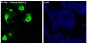 Immunofluorescent staining of transfected Firefly Luciferase-293 cells with Firefly Luciferase antibody (green) and DAPI (blue).