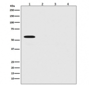 Western blot testing of 1) 293T cells transfected with firefly luciferase, 2) human HeLa, 3) mouse NIH3T3 and 4) rat C6 lysate with Firefly Luciferase antibody. Predicted molecular weight ~60 kDa.
