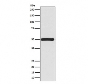 Western blot testing of human HEK293 cell lysate with VIM antibody. Expected molecular weight: 53-58 kDa.