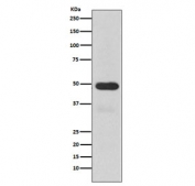 Western blot testing of human fetal liver lysate with CYP3A4 antibody. Expected molecular weight: 50-57 kDa.