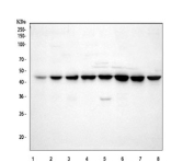 Western blot testing of 1) human AGS, 2) human GES-1, 3) human HGC-27, 4) human HeLa, 5) human Jurkat, 6) human 293T, 7) rat PC-12 and 8) mouse NIH 3T3 cell lysate with DAZAP1 antibody. Predicted molecular weight ~43 kDa.