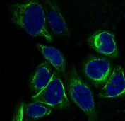 Immunofluorescent staining of FFPE human HeLa cells with Cytokeratin 7 antibody (green) and DAPI nuclear stain (blue). HIER: steam section in pH6 citrate buffer for 20 min.