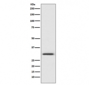 Western blot testing of human HeLa cell lysate with Annexin V antibody. Predicted molecular weight ~36 kDa.