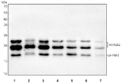 Western blot testing of human 1) HeLa, 2) SiHa, 3) A549, 4) U-251, 5) U-2 OS, 6) PC-3 and 7) SH-SY5Y cell lysate with FGF2 antibody. Predicted molecular weight: 17-31 kDa (multiple isoforms).