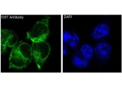Immunofluorescent staining of human 293 cells with GST pi antibody (green) and DAPI nuclear stain (blue).