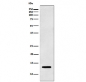 Western blot testing of human K562 cell lysate with LGALS1 antibody. Predicted molecular weight ~14 kDa.