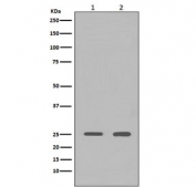 Western blot testing of 1) human HeLa and 2) rat brain lysate with HMGB1 antibody. Predicted molecular weight ~25 kDa.